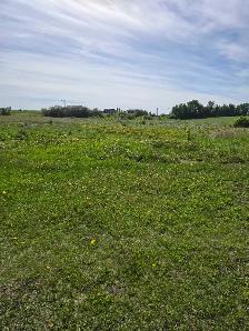 clean top soil wanted