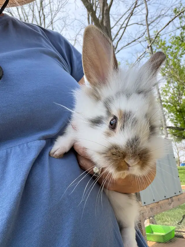 Bunnies - lionhead x Flemish giant