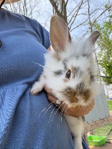 Bunnies - lionhead x Flemish giant