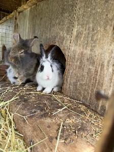 Bunnies - lionhead x Flemish giant - Photo 2