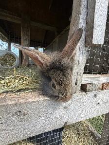Bunnies - lionhead x Flemish giant - Photo 3