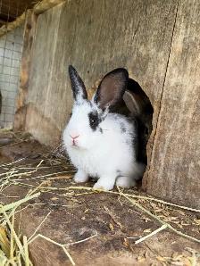 Bunnies - lionhead x Flemish giant - Photo 4