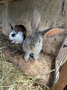 Bunnies - lionhead x Flemish giant - Photo 5