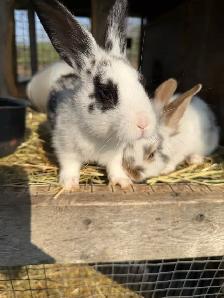 Bunnies - lionhead x Flemish giant - Photo 6