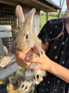 Bunnies - lionhead x Flemish giant - Photo 7