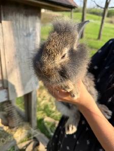 Bunnies - lionhead x Flemish giant - Photo 8