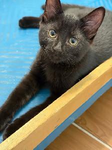 black kitten shadow tabby kitten
