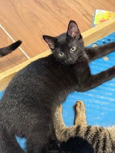 black kitten shadow tabby kitten - Photo 2