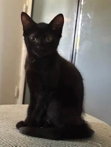 black kitten shadow tabby kitten - Photo 3