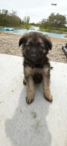8 week old- 1 LEFT Male long haired purebred German Shepard - Photo 2