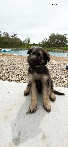 8 week old- 1 LEFT Male long haired purebred German Shepard - Photo 3