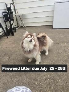 Micro Mini Huskies Fireweed -Prime - Photo 3