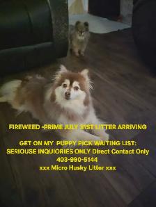 Micro Mini Huskies Fireweed -Prime - Photo 4