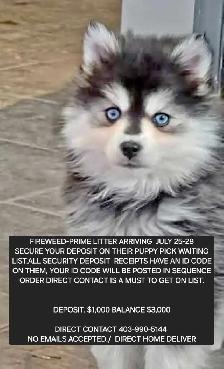 Micro Mini Huskies Fireweed -Prime - Photo 5