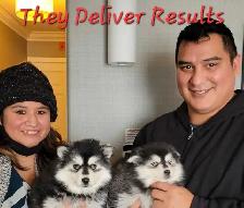 Micro Mini Huskies Fireweed -Prime - Photo 7