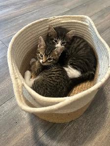 Adorables chatons à adopter - Photo 3