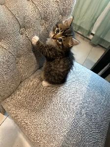 Adorables chatons à adopter - Photo 4