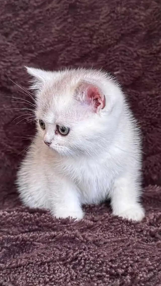 Ready to rehome: British / Scottish shorthair kittens