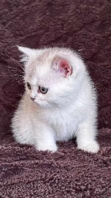 Ready to rehome: British / Scottish shorthair kittens