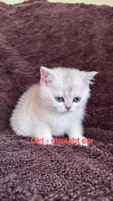 Ready to rehome: British / Scottish shorthair kittens - Photo 9