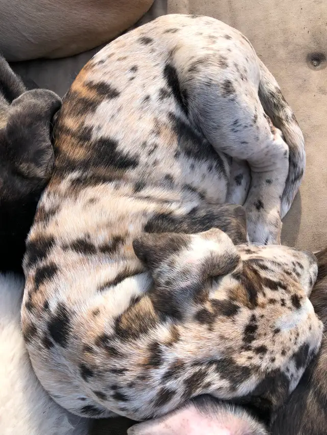 Great Dane X Neapolitan/English Mastiff