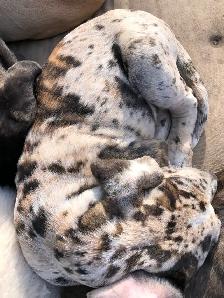 Great Dane X Neapolitan/English Mastiff