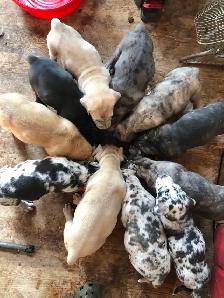 Great Dane X Neapolitan/English Mastiff - Photo 2