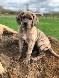 Great Dane X Neapolitan/English Mastiff - Photo 3