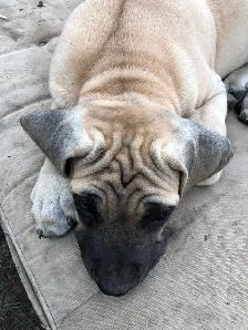 Great Dane X Neapolitan/English Mastiff - Photo 4