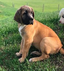 Great Dane X Neapolitan/English Mastiff - Photo 5