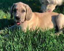 Great Dane X Neapolitan/English Mastiff - Photo 6
