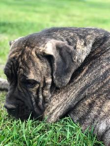 Great Dane X Neapolitan/English Mastiff - Photo 7