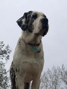 Great Dane X Neapolitan/English Mastiff - Photo 8