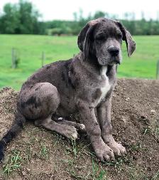 Great Dane X Neapolitan/English Mastiff - Photo 9