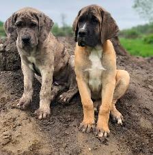 Great Dane X Neapolitan/English Mastiff - Photo 10