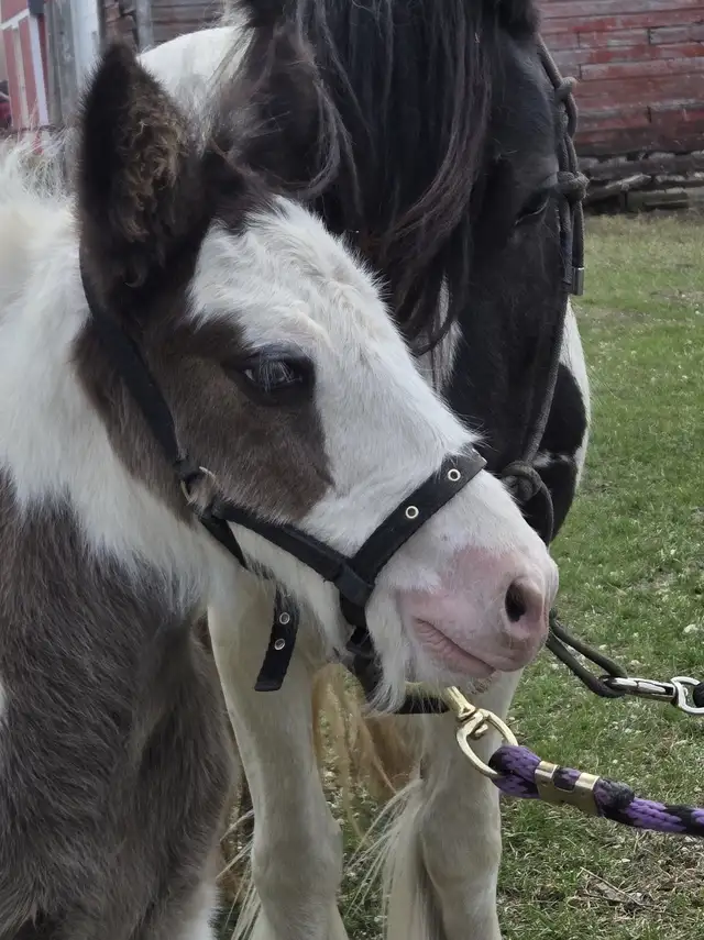 Gypsy Vanner Foals For Sale