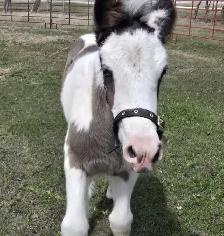 Gypsy Vanner Foals For Sale - Photo 2