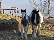 Gypsy Vanner Foals For Sale - Photo 3
