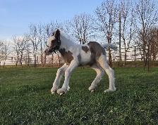 Gypsy Vanner Foals For Sale - Photo 4