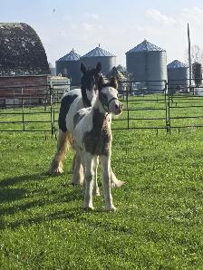 Gypsy Vanner Foals For Sale - Photo 5