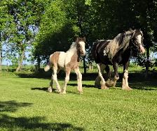 Gypsy Vanner Foals For Sale - Photo 6