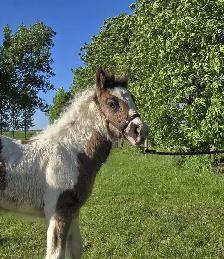 Gypsy Vanner Foals For Sale - Photo 7
