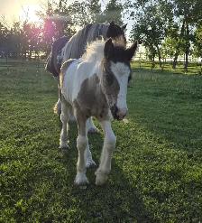 Gypsy Vanner Foals For Sale - Photo 8