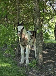 Gypsy Vanner Foals For Sale - Photo 9