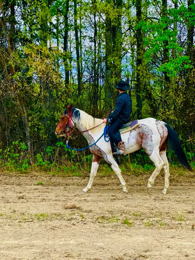 paint gelding