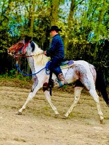 paint gelding - Photo 2