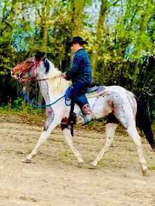 paint gelding - Photo 3