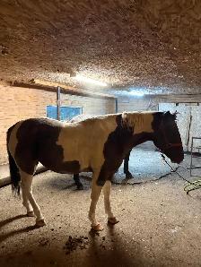 paint gelding - Photo 4