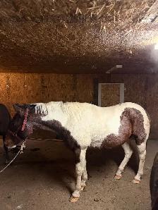 paint gelding - Photo 5