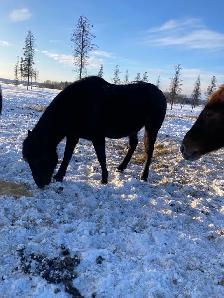 quarter horse mare